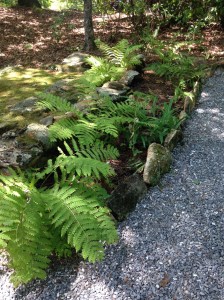 Fern bed near gravesite