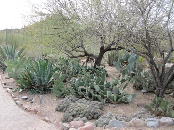 Desert Botanical Garden