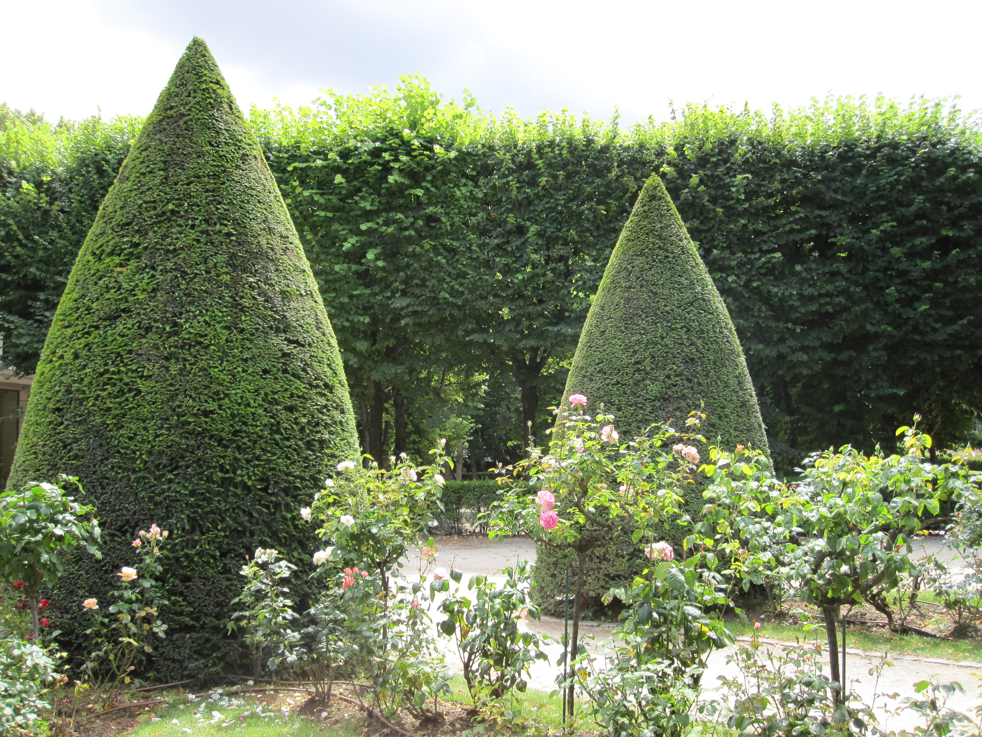 Rodin garden roses and shrubs