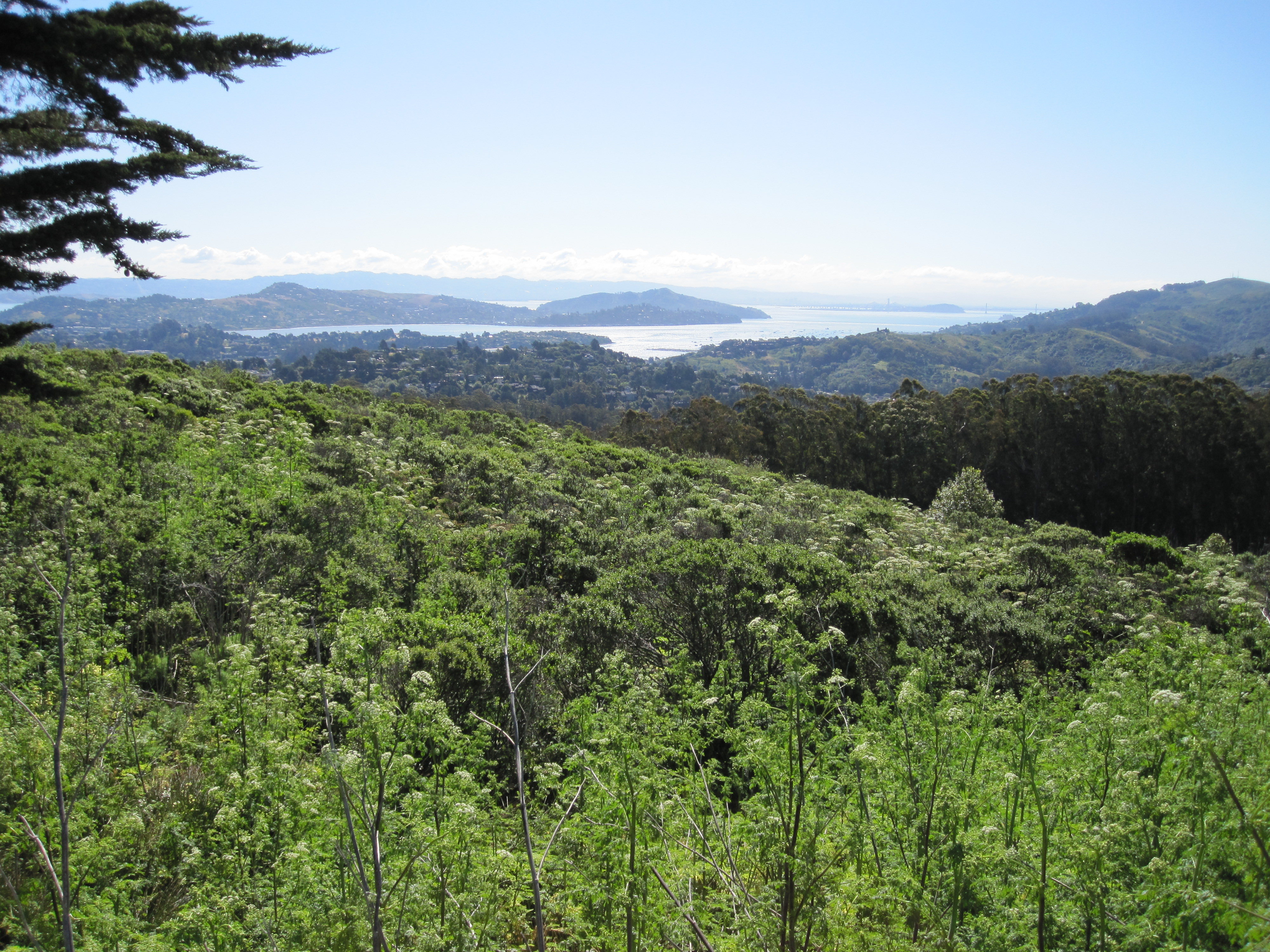 San Francisco Bay from Muir Woods