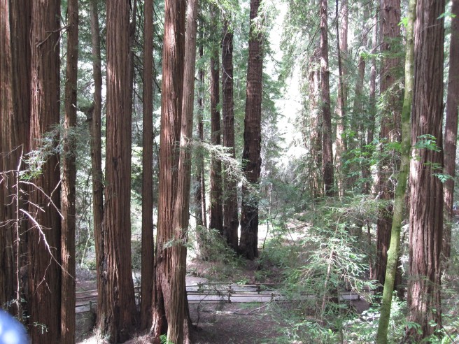 Muir Woods