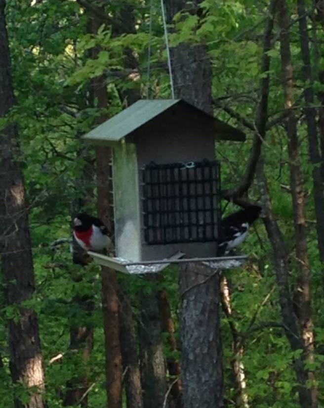 Rose-breasted Grosbeaks at our feeder