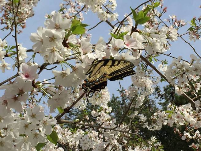 Butterfly on cherry blossoms
