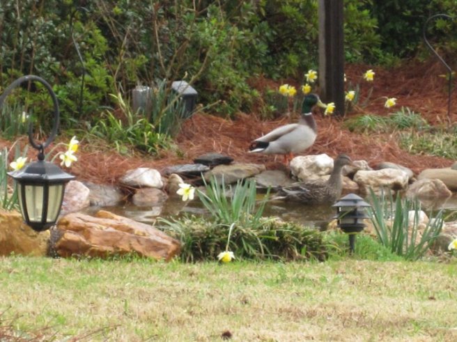 Ducks at our pond