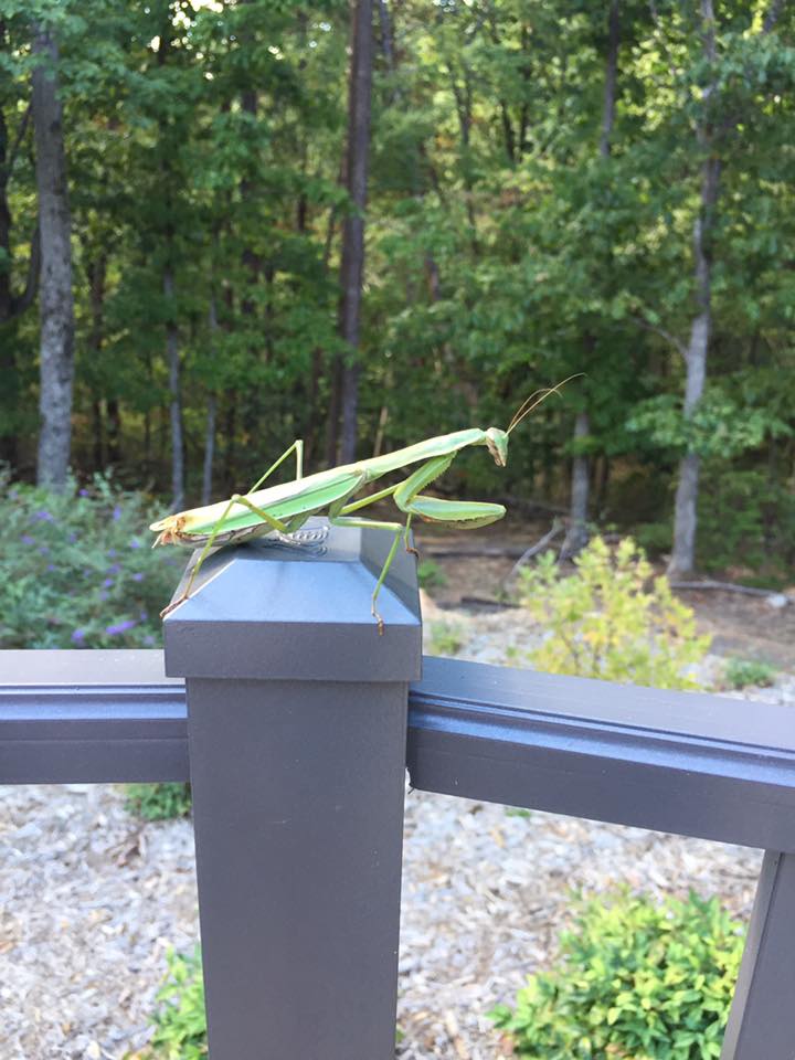 Praying Mantis on our fence