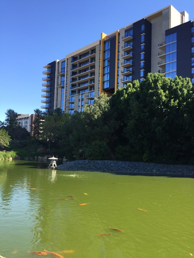 Koi at Japanese Friendship Garden in Phoenix, AZ