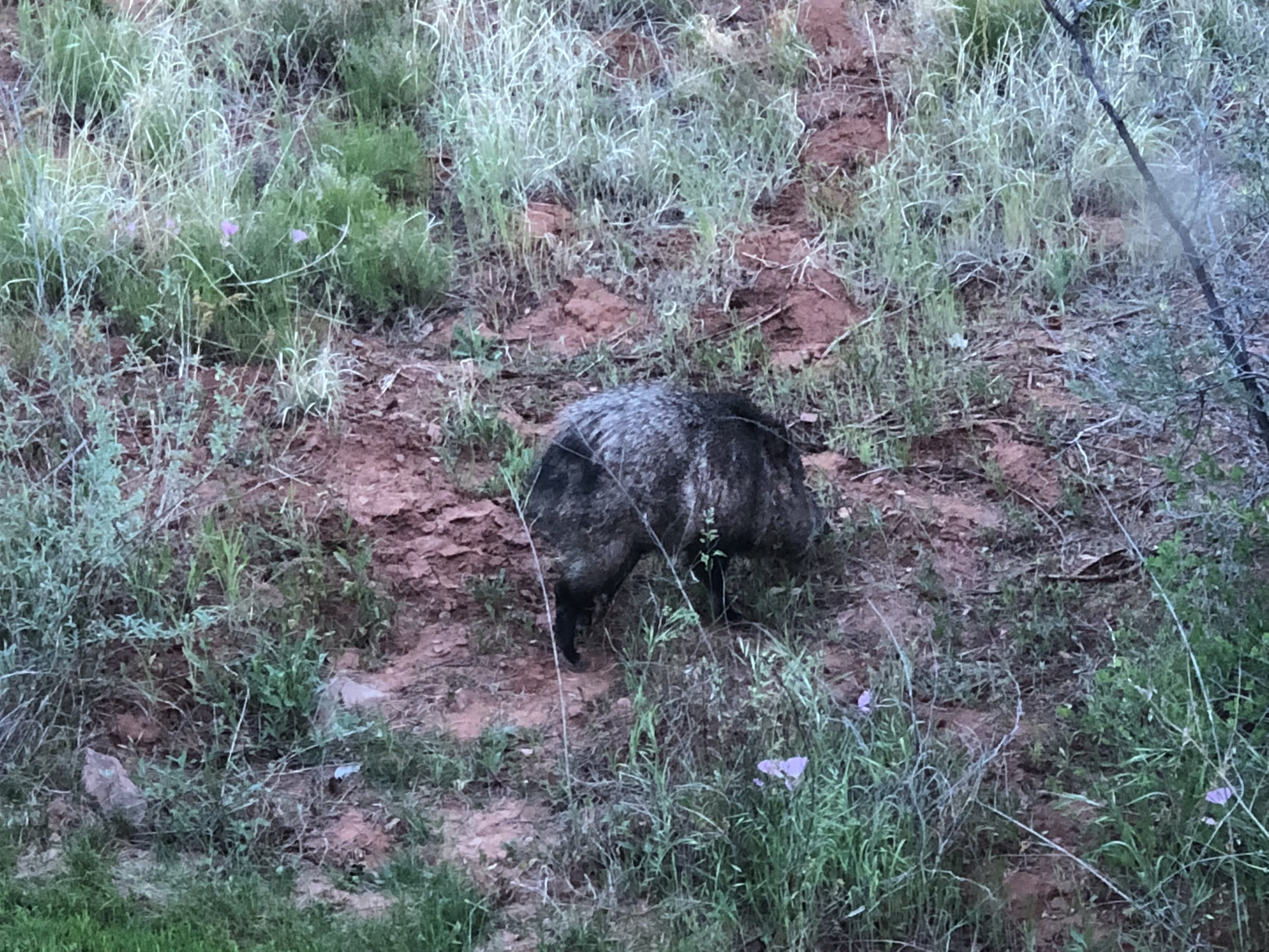 Javelina