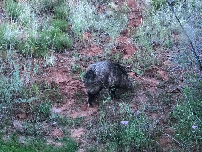 Javelina