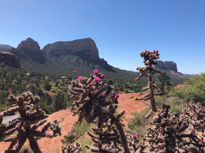 Blooming cacti near Sedona