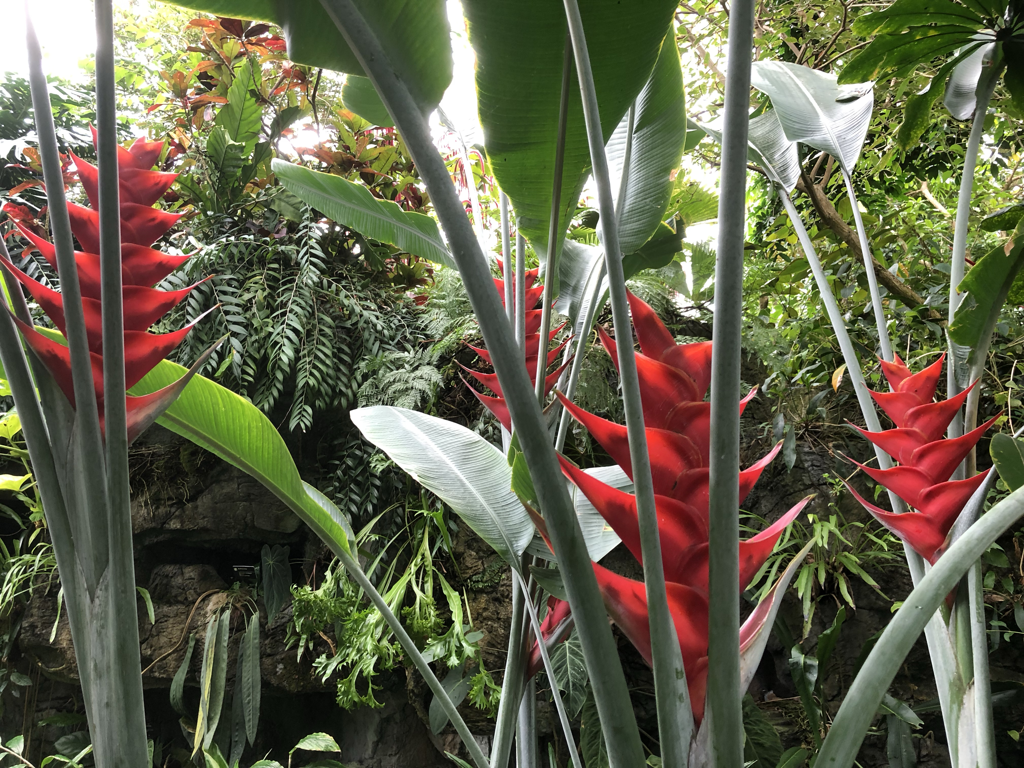 Missouri Botanical Garden