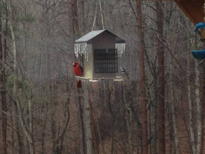 Cardinal and Chickadee on a frozen feeder