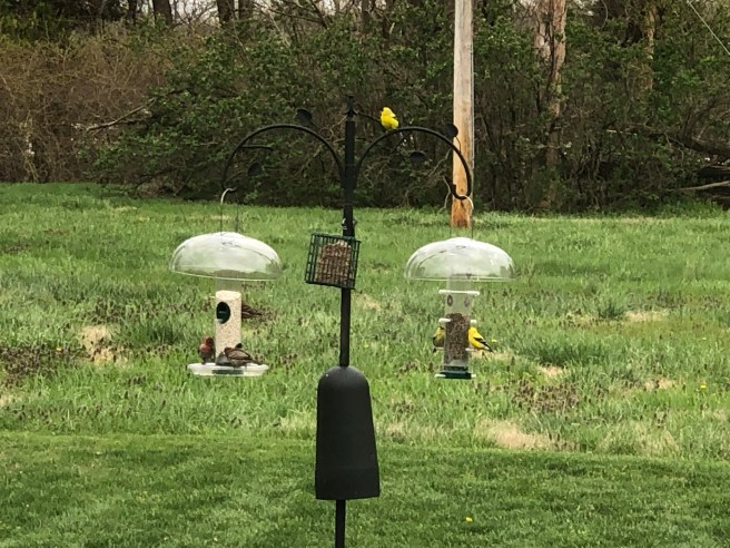 Finches feasting