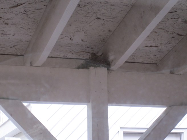 Sparrow nesting on the porch