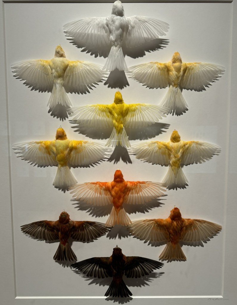 Exquisite Creatures Exhibit at Crystal Bridges Museum