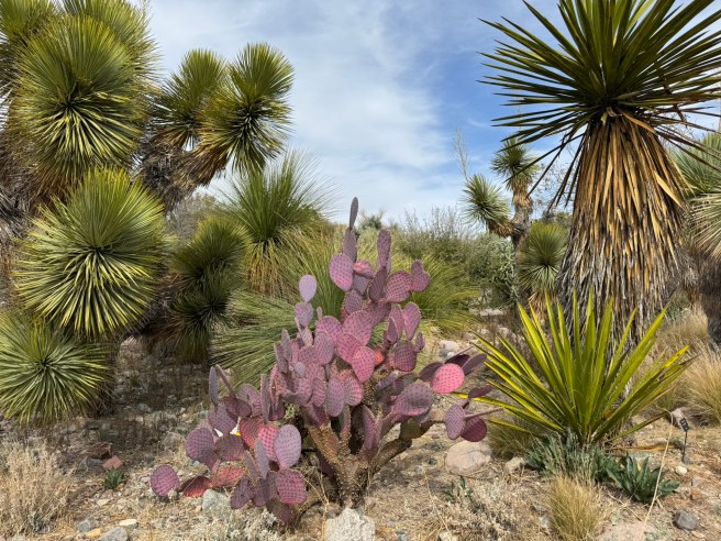 Boyce Thompson Arboretum, Arizona