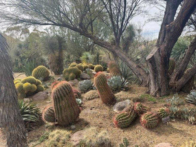 Boyce Thompson Arboretum, Arizona