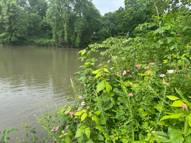 Shoal Creek, Joplin, Missouri